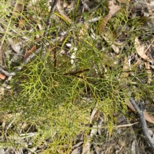 Petrophile pedunculata at Vincentia, NSW - suppressed