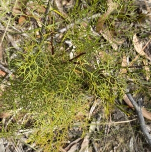 Petrophile pedunculata at Vincentia, NSW - suppressed