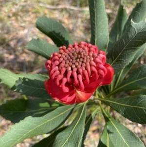 Telopea speciosissima at Vincentia, NSW - 3 Sep 2023