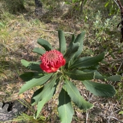 Telopea speciosissima at Vincentia, NSW - 3 Sep 2023