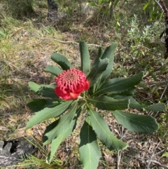 Telopea speciosissima at Vincentia, NSW - suppressed