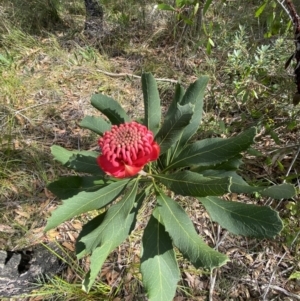 Telopea speciosissima at Vincentia, NSW - 3 Sep 2023