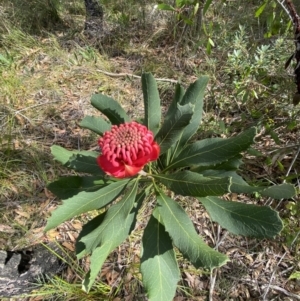 Telopea speciosissima at Vincentia, NSW - suppressed