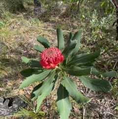 Telopea speciosissima at Vincentia, NSW - 3 Sep 2023