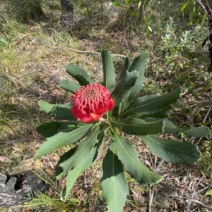 Telopea speciosissima at Vincentia, NSW - 3 Sep 2023