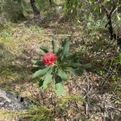 Telopea speciosissima at Vincentia, NSW - 3 Sep 2023