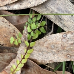 Lindsaea linearis (Screw Fern) at Vincentia, NSW - 3 Sep 2023 by Tapirlord