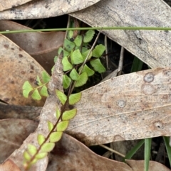 Lindsaea linearis at Vincentia, NSW - 3 Sep 2023