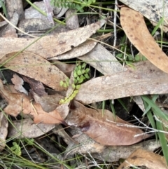 Lindsaea linearis at Vincentia, NSW - 3 Sep 2023 11:38 AM