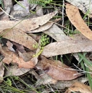 Lindsaea linearis at Vincentia, NSW - 3 Sep 2023