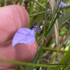 Pigea vernonii subsp. vernonii (Erect Violet) at Vincentia, NSW - 3 Sep 2023 by Tapirlord