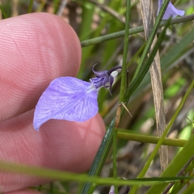 Pigea vernonii subsp. vernonii (Erect Violet) at Jervis Bay National Park - 3 Sep 2023 by Tapirlord