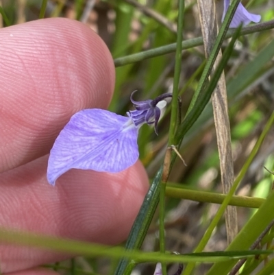 Pigea vernonii subsp. vernonii (Erect Violet) at Vincentia, NSW - 3 Sep 2023 by Tapirlord
