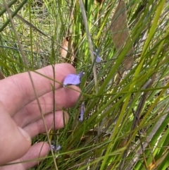 Pigea vernonii subsp. vernonii at Vincentia, NSW - 3 Sep 2023