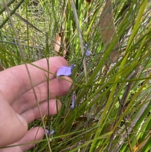 Pigea vernonii subsp. vernonii at Vincentia, NSW - 3 Sep 2023 11:38 AM