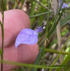 Pigea vernonii subsp. vernonii at Vincentia, NSW - 3 Sep 2023