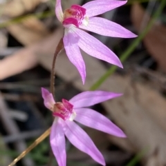 Caladenia hillmanii (Purple Heart Orchid) at Vincentia, NSW - 3 Sep 2023 by Tapirlord