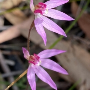 Caladenia hillmanii at Vincentia, NSW - 3 Sep 2023