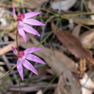 Caladenia hillmanii at Vincentia, NSW - 3 Sep 2023