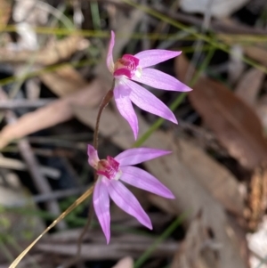 Caladenia hillmanii at Vincentia, NSW - 3 Sep 2023