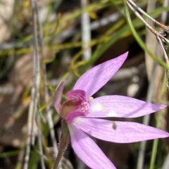 Caladenia hillmanii at Vincentia, NSW - 3 Sep 2023