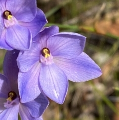 Thelymitra ixioides (Dotted Sun Orchid) at Vincentia, NSW - 3 Sep 2023 by Tapirlord