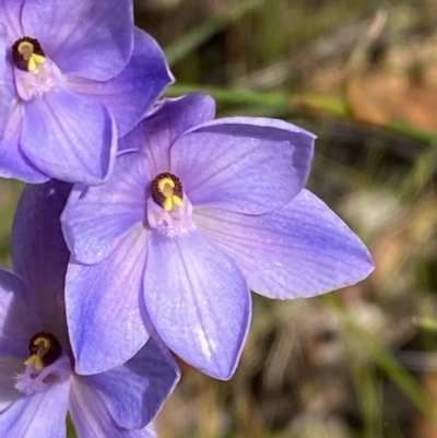 Thelymitra ixioides (Dotted Sun Orchid) at Vincentia, NSW - 3 Sep 2023 by Tapirlord