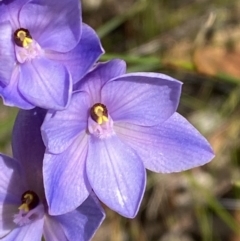 Thelymitra ixioides at Vincentia, NSW - suppressed