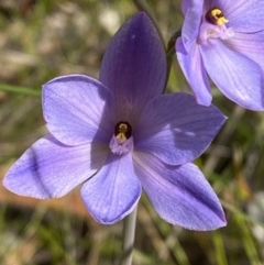 Thelymitra ixioides at Vincentia, NSW - suppressed