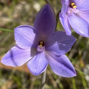 Thelymitra ixioides at Vincentia, NSW - suppressed