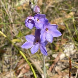 Thelymitra ixioides at Vincentia, NSW - suppressed