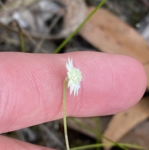 Actinotus minor at Vincentia, NSW - 3 Sep 2023