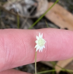 Actinotus minor at Vincentia, NSW - 3 Sep 2023