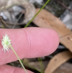 Actinotus minor at Vincentia, NSW - 3 Sep 2023