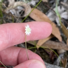 Actinotus minor at Vincentia, NSW - 3 Sep 2023