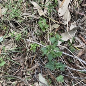 Ligustrum sinense at Hackett, ACT - 5 Sep 2023 05:08 PM