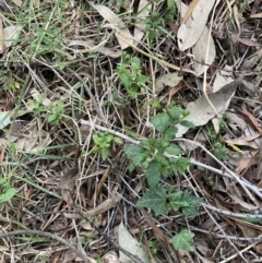 Ligustrum sinense (Narrow-leaf Privet, Chinese Privet) at Mount Majura - 5 Sep 2023 by waltraud