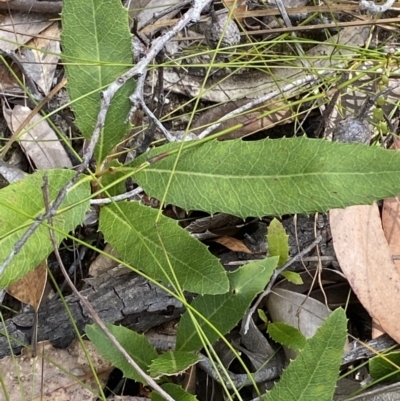 Lomatia ilicifolia (Holly Lomatia) at Vincentia, NSW - 3 Sep 2023 by Tapirlord