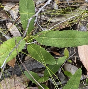 Lomatia ilicifolia at Vincentia, NSW - 3 Sep 2023