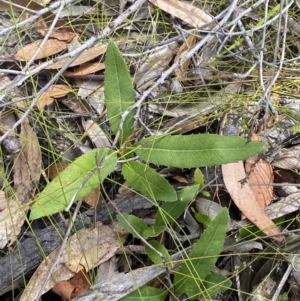 Lomatia ilicifolia at Vincentia, NSW - 3 Sep 2023