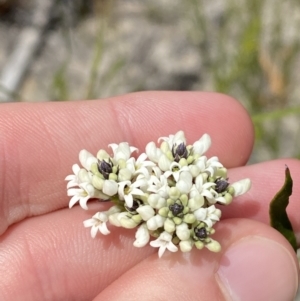 Conospermum longifolium subsp. mediale at Vincentia, NSW - 3 Sep 2023