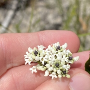 Conospermum longifolium subsp. mediale at Vincentia, NSW - 3 Sep 2023