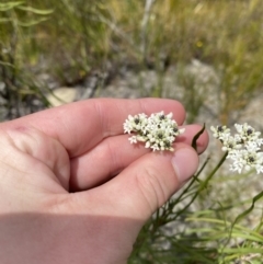 Conospermum longifolium subsp. mediale at Vincentia, NSW - 3 Sep 2023