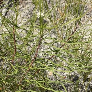 Conospermum longifolium subsp. mediale at Vincentia, NSW - 3 Sep 2023
