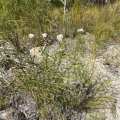 Conospermum longifolium subsp. mediale at Vincentia, NSW - 3 Sep 2023 11:31 AM
