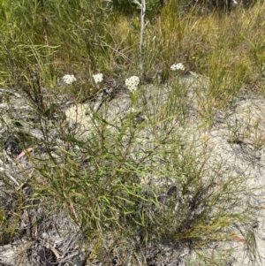 Conospermum longifolium subsp. mediale at Vincentia, NSW - 3 Sep 2023