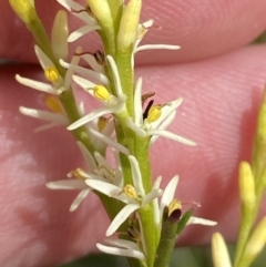 Symphionema paludosum at Vincentia, NSW - 3 Sep 2023 by Tapirlord