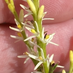 Symphionema paludosum at Vincentia, NSW - 3 Sep 2023