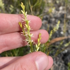 Symphionema paludosum at Vincentia, NSW - 3 Sep 2023