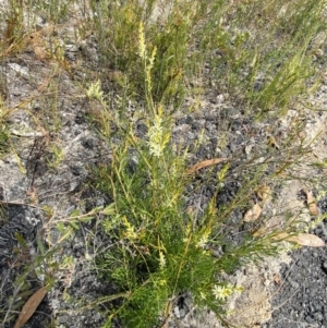 Symphionema paludosum at Vincentia, NSW - 3 Sep 2023